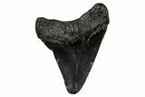 Juvenile Megalodon Tooth - South Carolina #353295-1